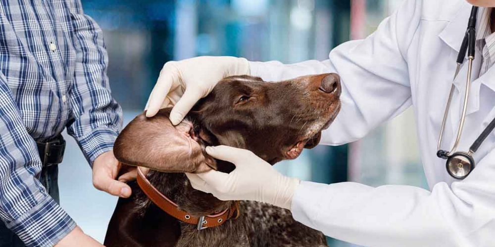 why does my dog keep getting ear infections