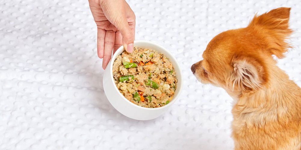 can dogs taste food