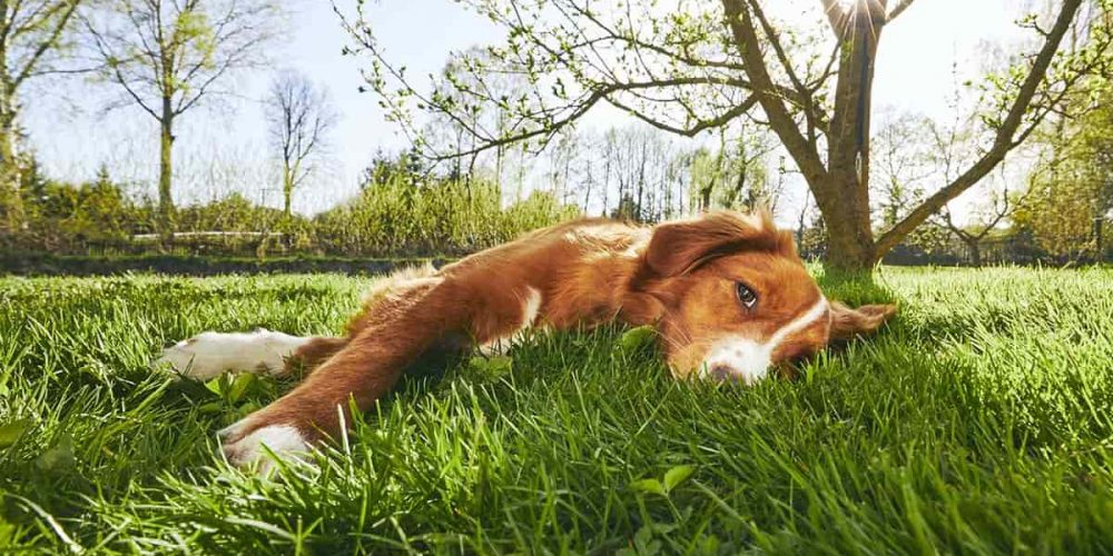 dog lying in grass