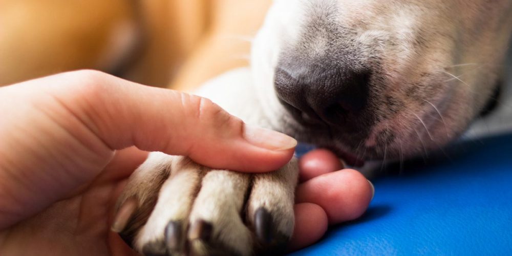 dog paws