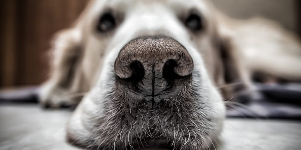 Why do dogs have wet noses?