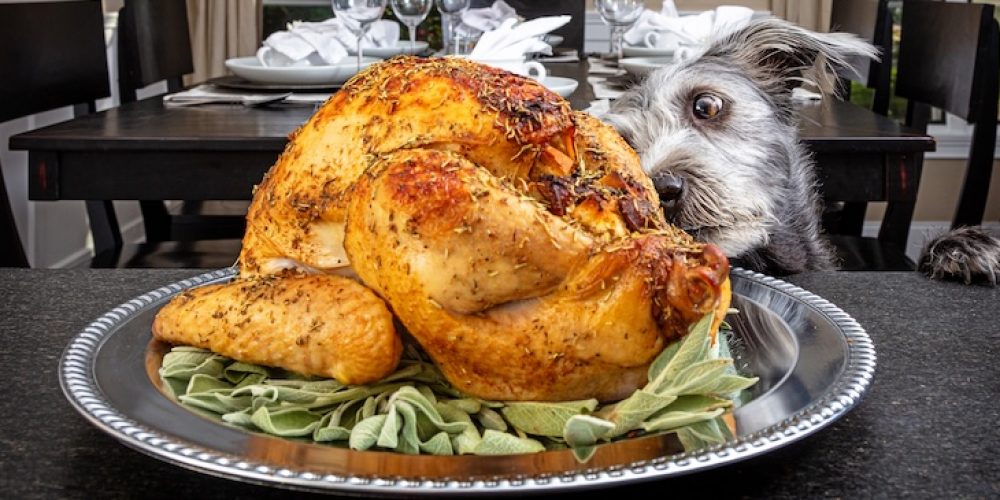 Can dogs eat turkey?