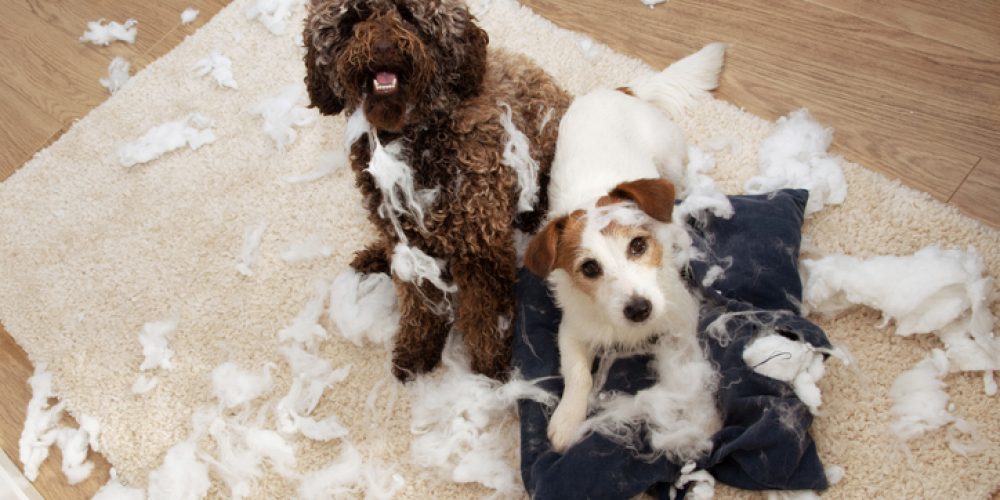 Dog mischief. Two dogs with innocent expression after destroy a pillow. separation anxiety and obedience training concept. High angle view.