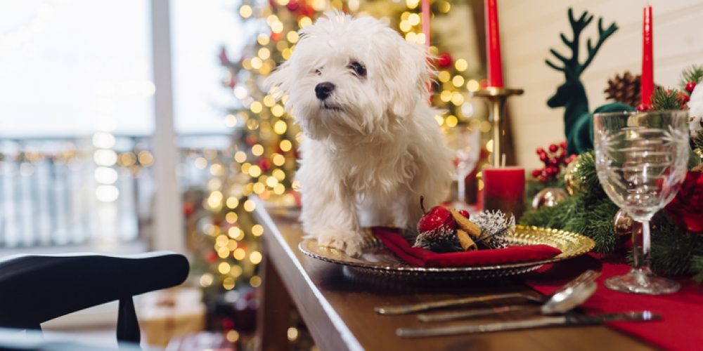 dog holiday table