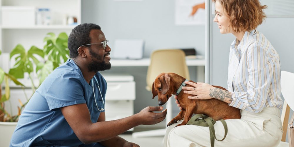 questions to ask a vet