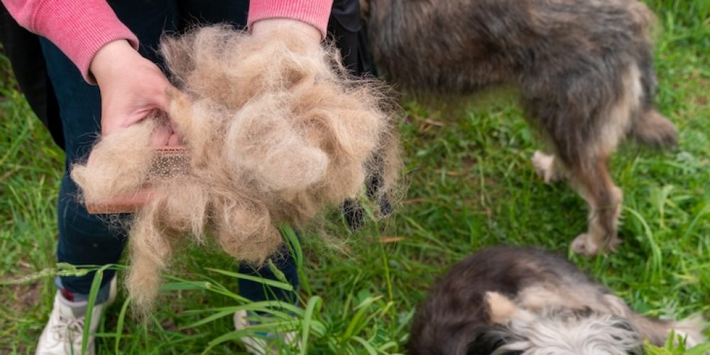 Why is my dog shedding so much?