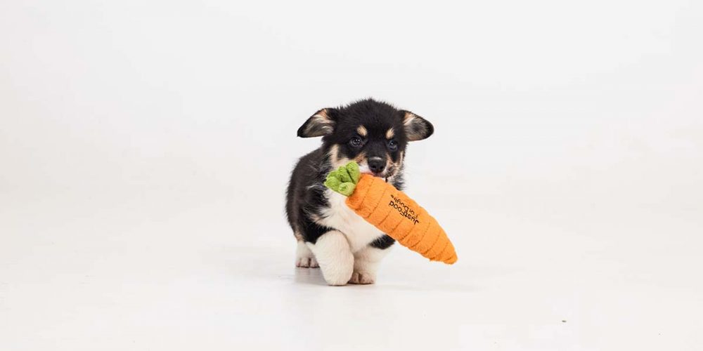 higgins! a puppy
