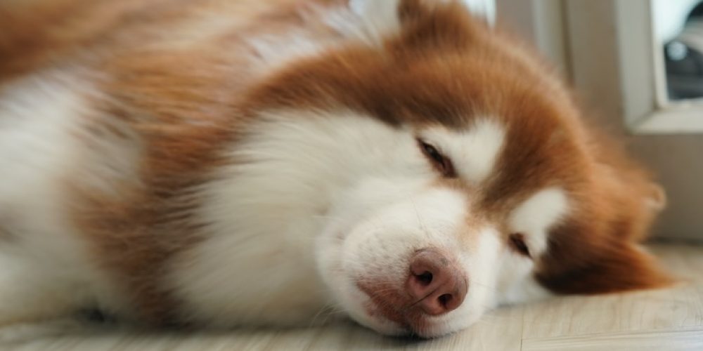 Why do dogs sleep so much?
