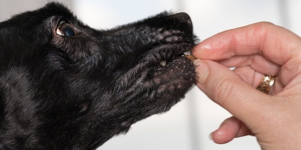 Vitamin E for dogs