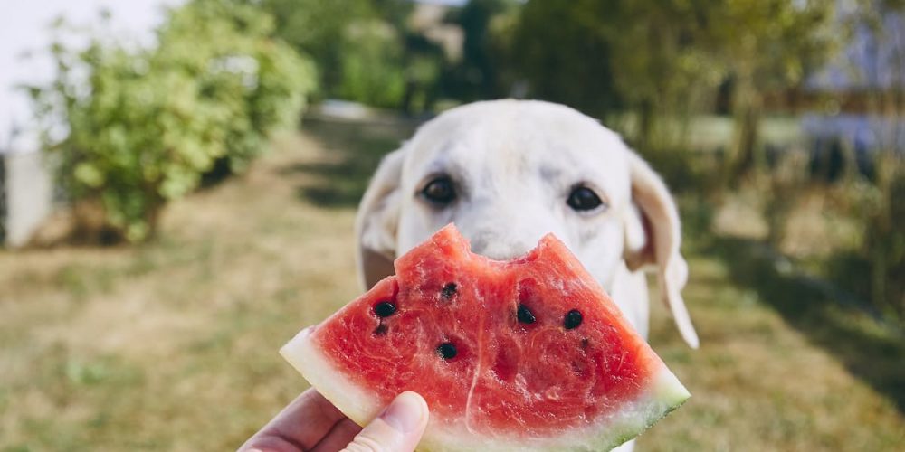 can dogs eat watermelon