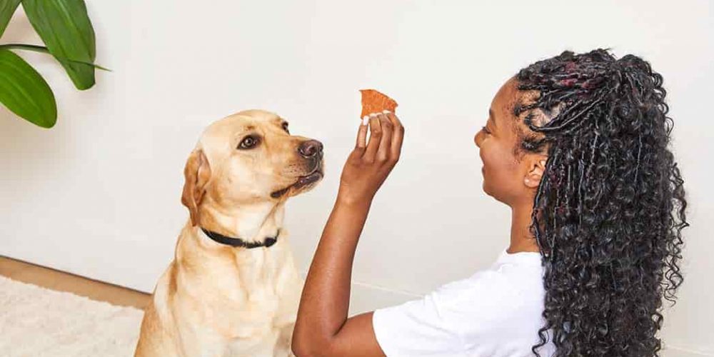 a girl training her dog, a lab