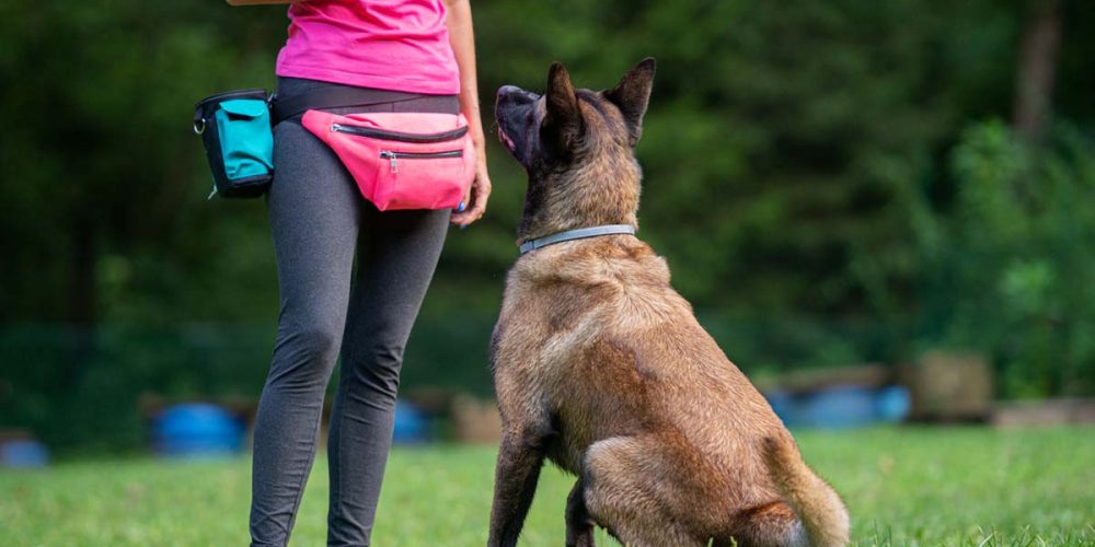 dog training outside