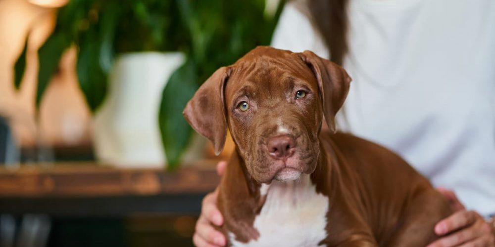 brown puppy