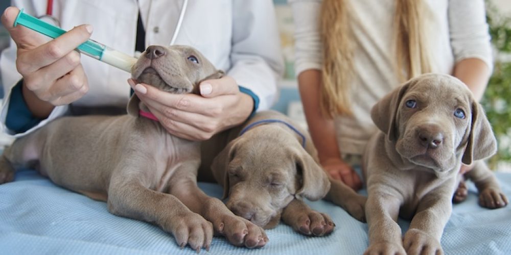 Puppy vaccination schedule