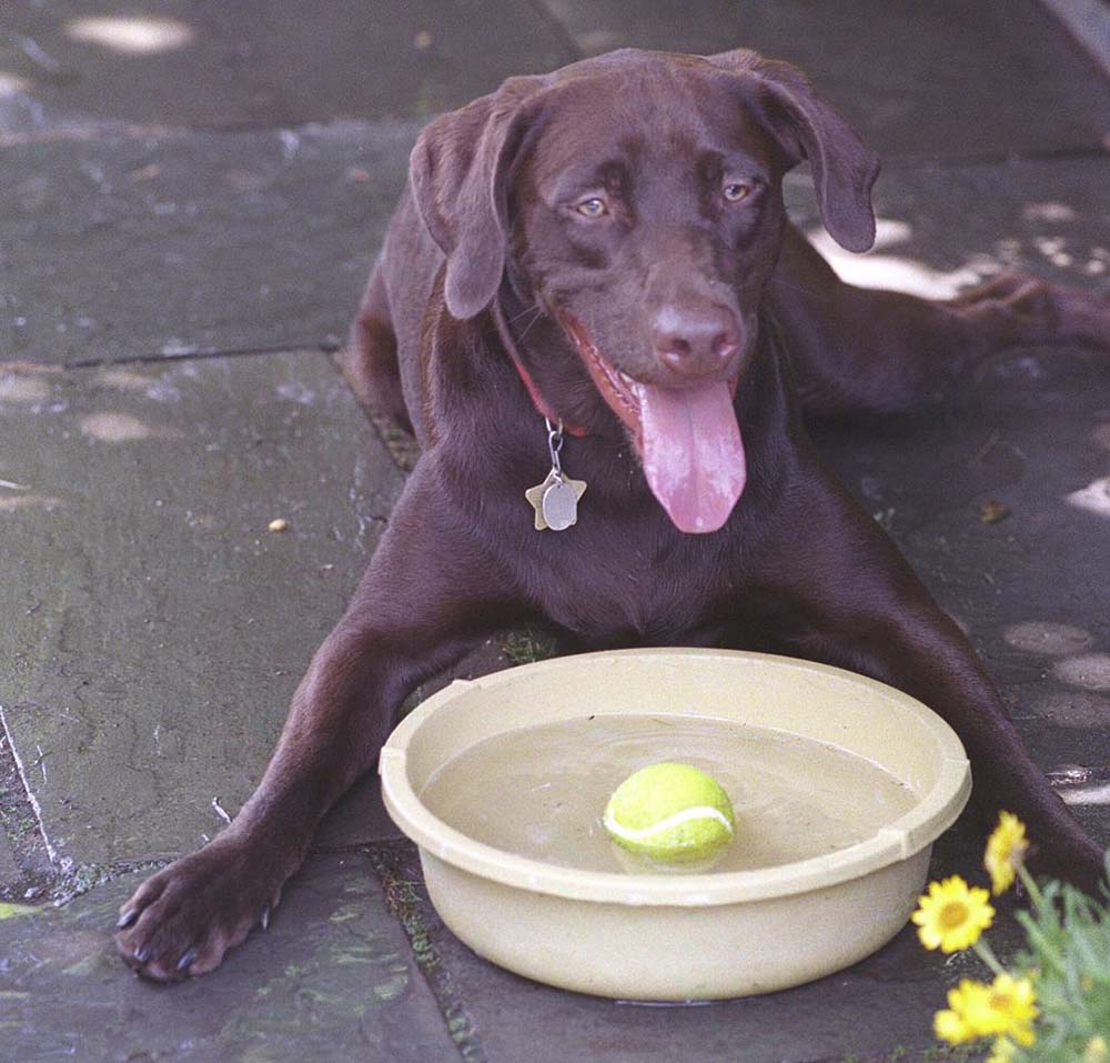 Hydrated Hounds: How To Get Your Dog To Drink Water