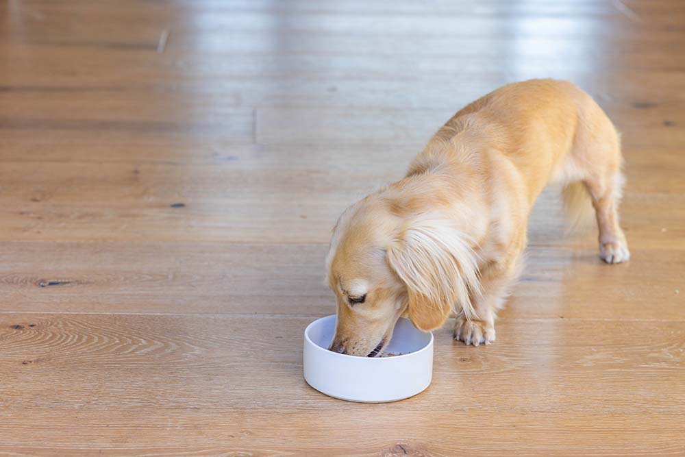 Best dog foods for small breeds in 2026