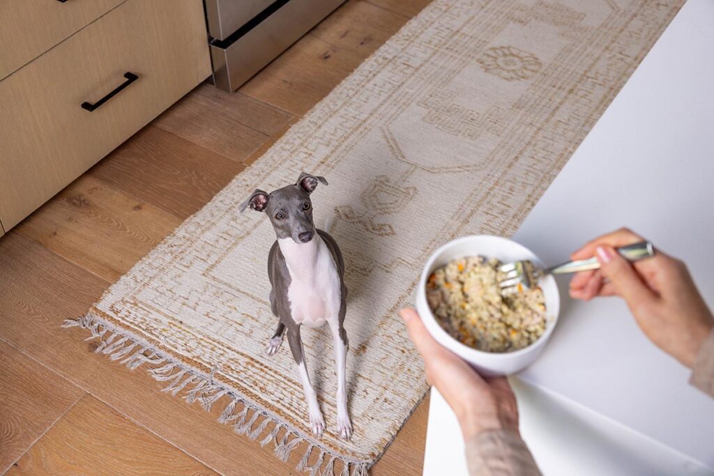 5 Vet-Approved Facts About Fresh Dog Food You Should Know