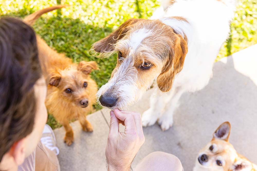 Are dogs color blind? What colors can they see?