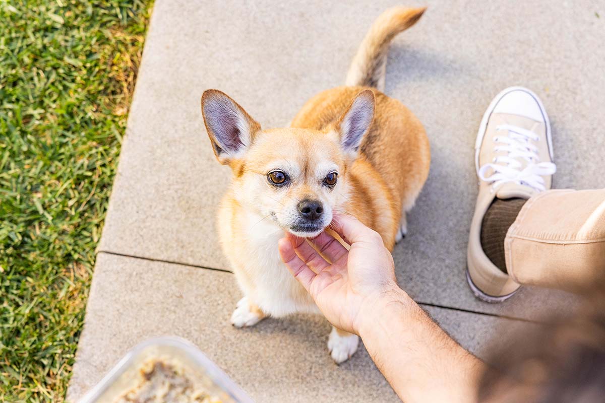 12 Longest-Living Dog Breeds and Care Tips for Longevity
