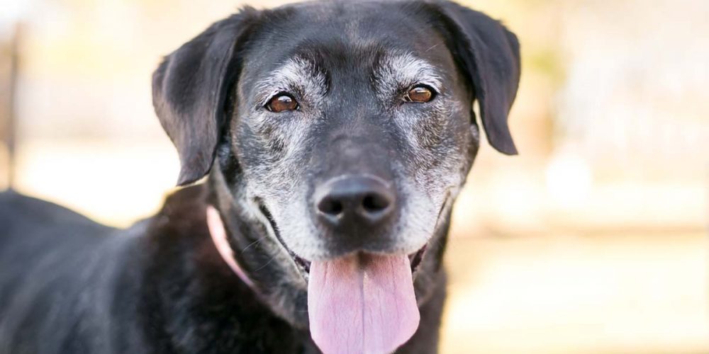 Better with Age: Why Older Pets are a Great Adoption Option 
