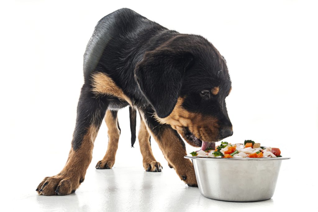Is Kibble Harming Your Dog’s Quality of Life?