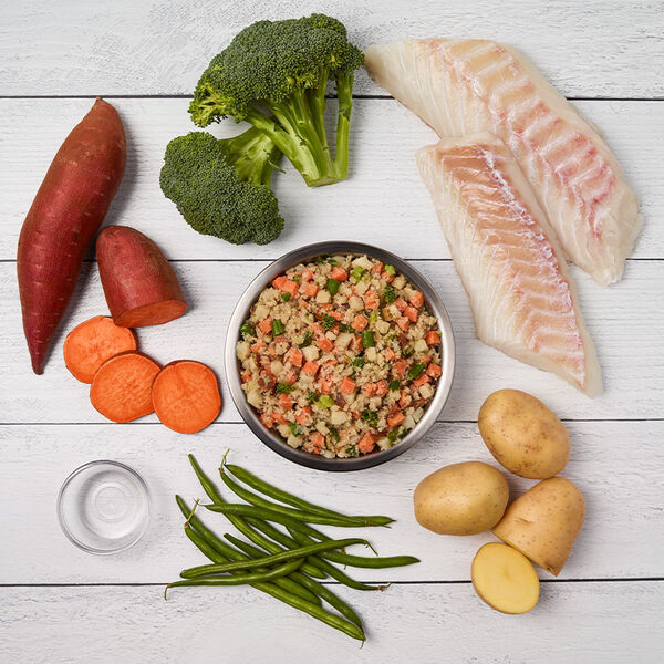 Is grain-free dog food bad? What you need to know
