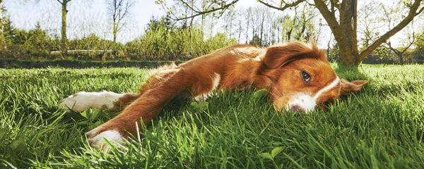 Heat Exhaustion in Dogs: Signs and What to Do