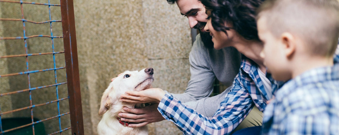 How to Help Your Shelters this Holiday Season