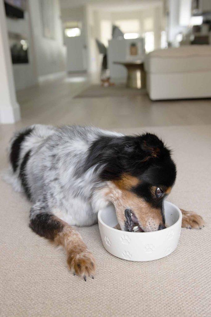 What Is the Best Feeding Time for Dogs?