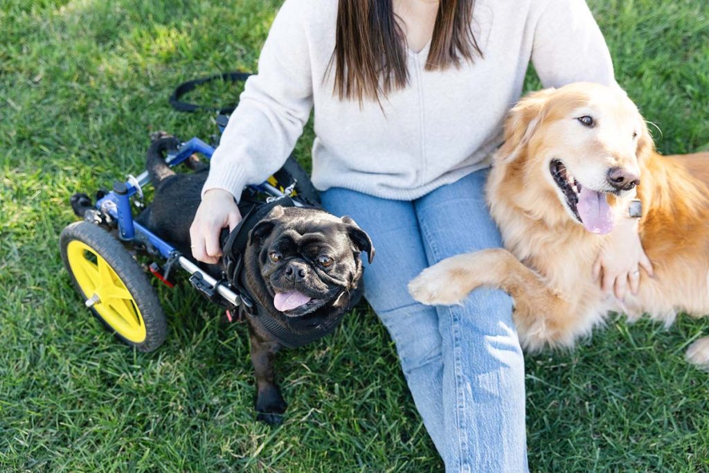 Introducing a New Dog to Your Home