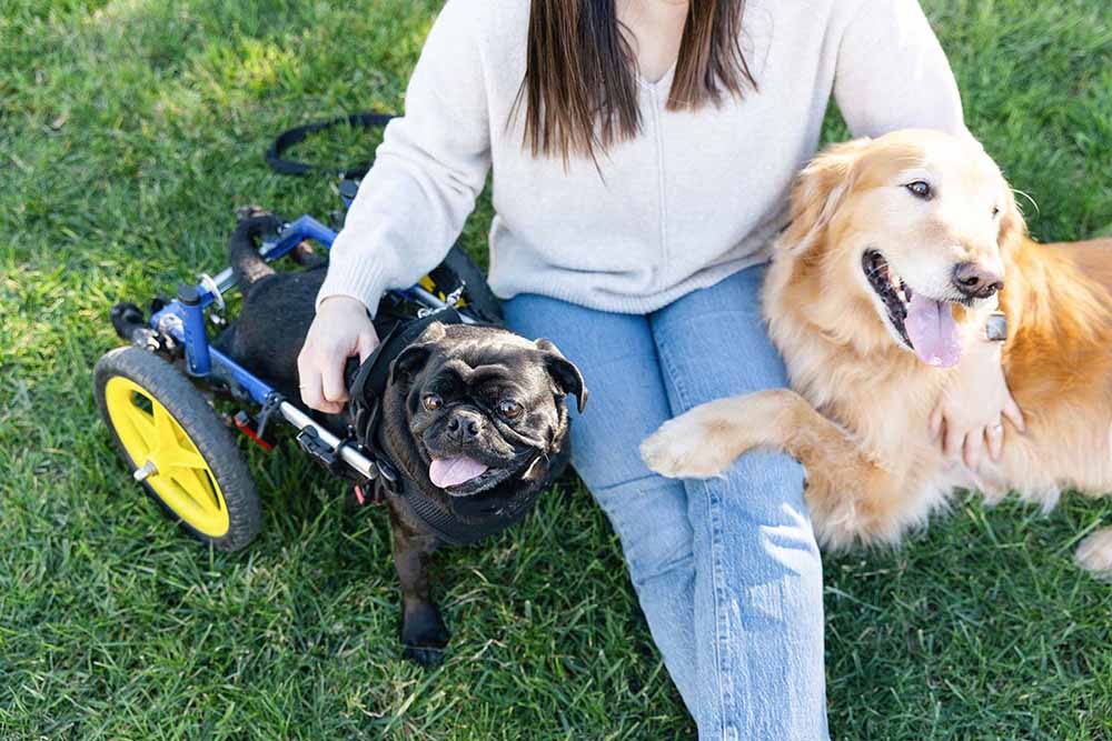 How to Bond with Your Dog 