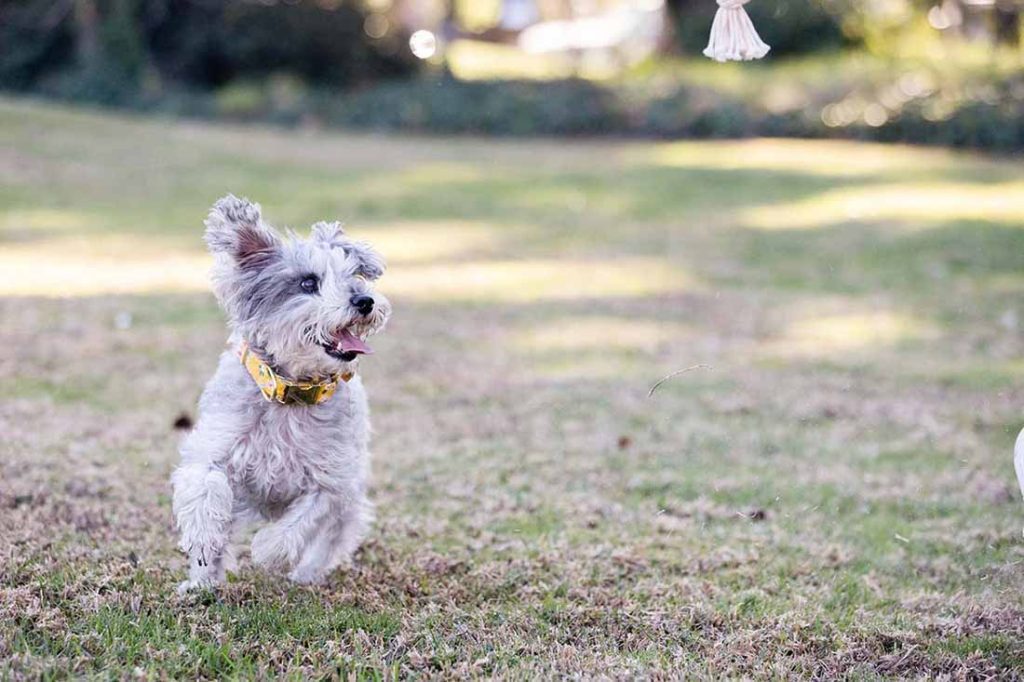 Olive Leaf Extract for Dogs