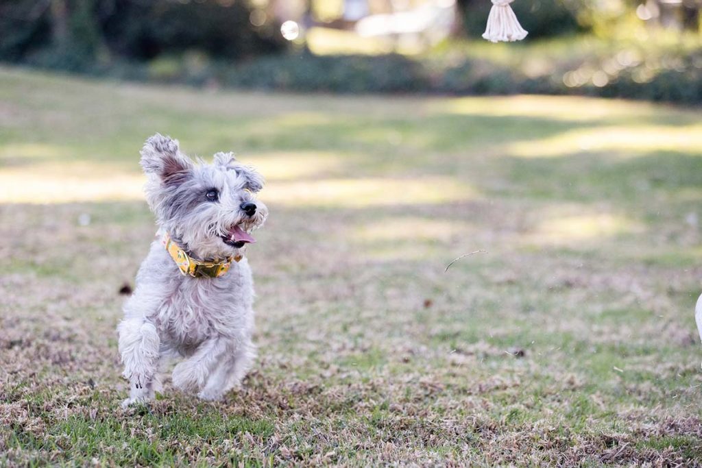 How To Teach A Dog Recall