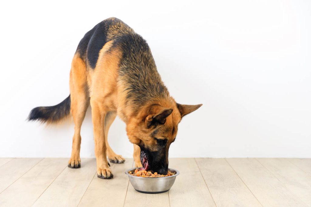 What Is a Dog Food Topper?