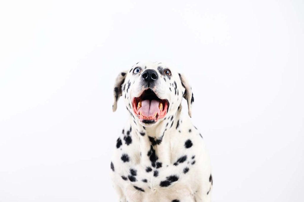 5 Ways to Keep Your Dogs Teeth Clean