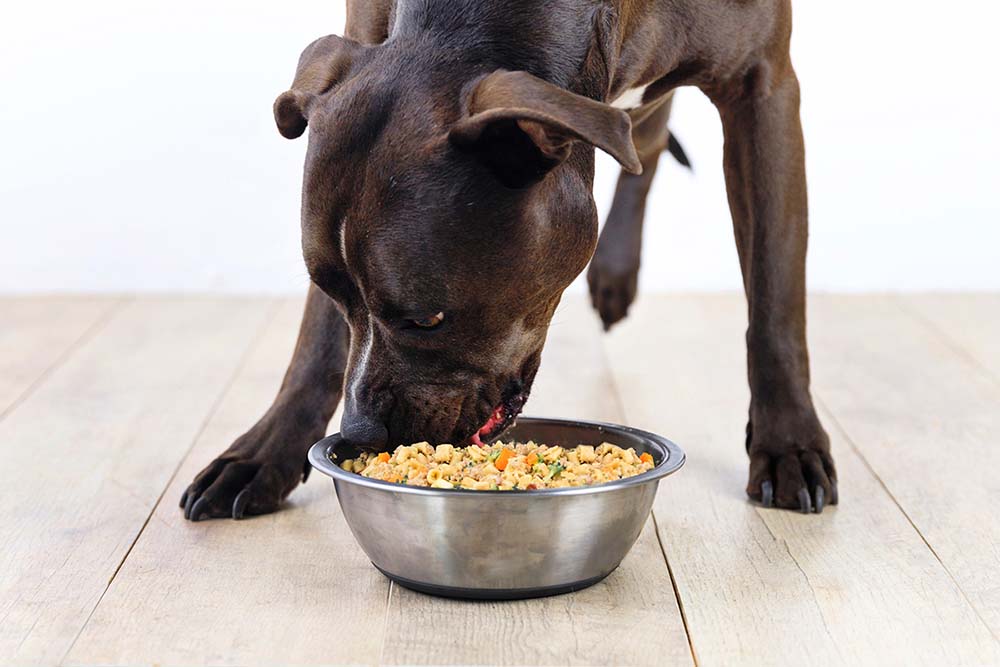 What Is Human-Grade Dog Food?