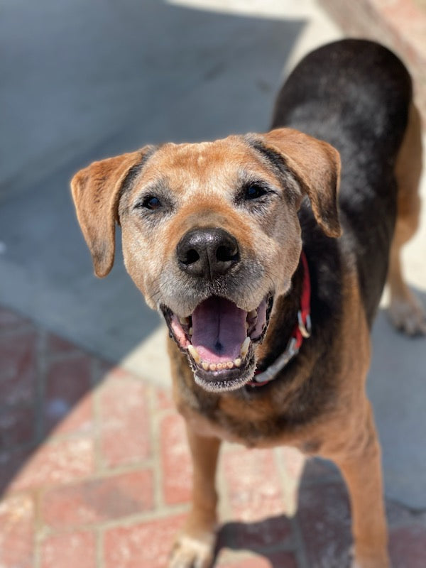 AP Rescue Partner Spotlight: K9 Kismet