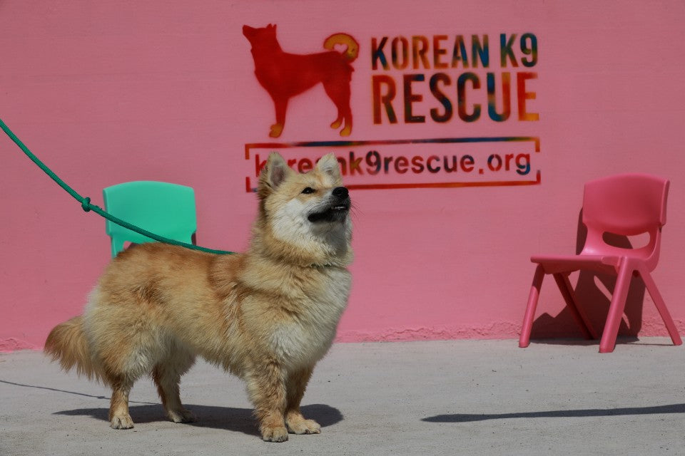 AP Rescue Partner Spotlight: Korean K9
