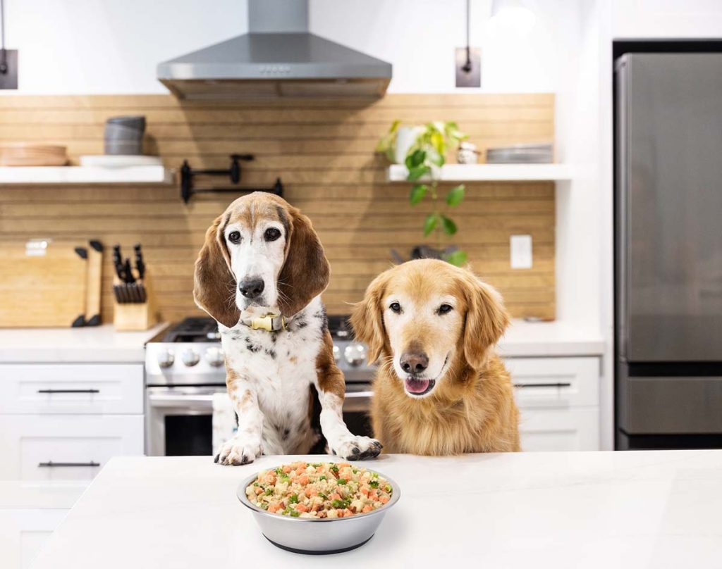 Better with Age: Why Older Pets are a Great Adoption Option 