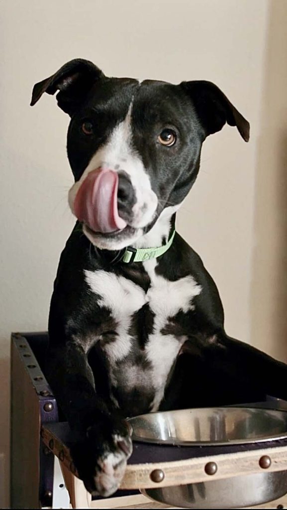 AP Rescue Partner Spotlight: Unconditional Senior & Special Dog Rescue