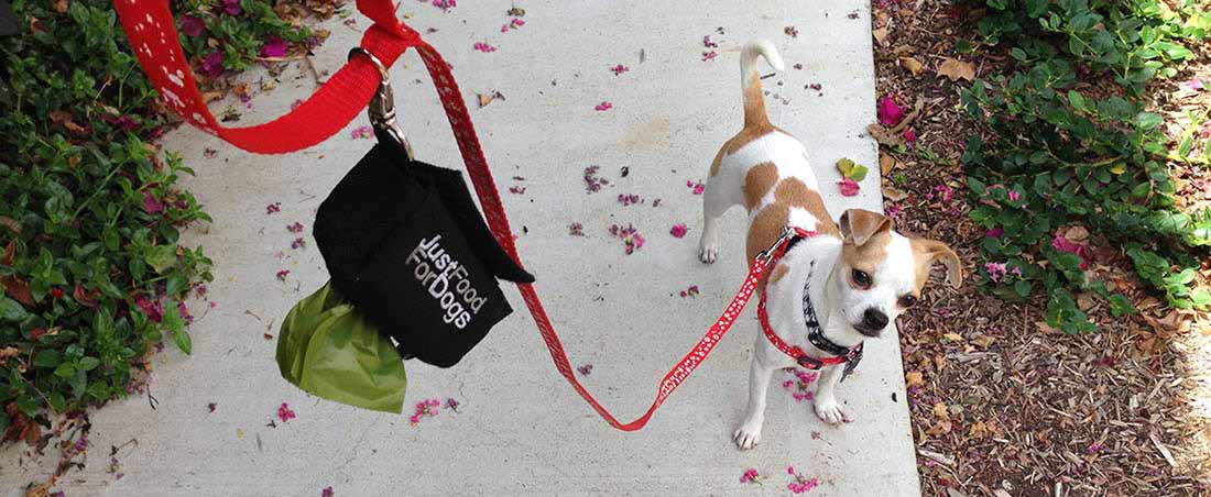 4 Reasons Why Your Dog Is Pooping So Much