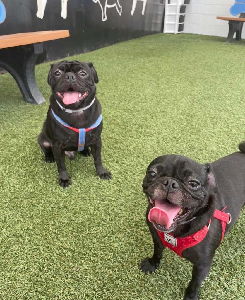 AP Rescue Partner Spotlight: Pug Nation