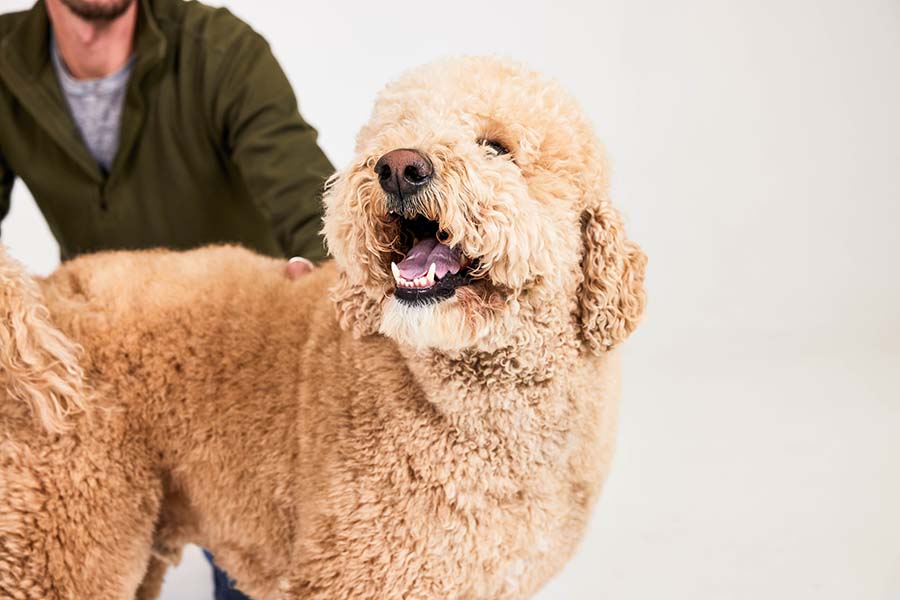 Doodle Health Issues: What to Know About Designer Breeds