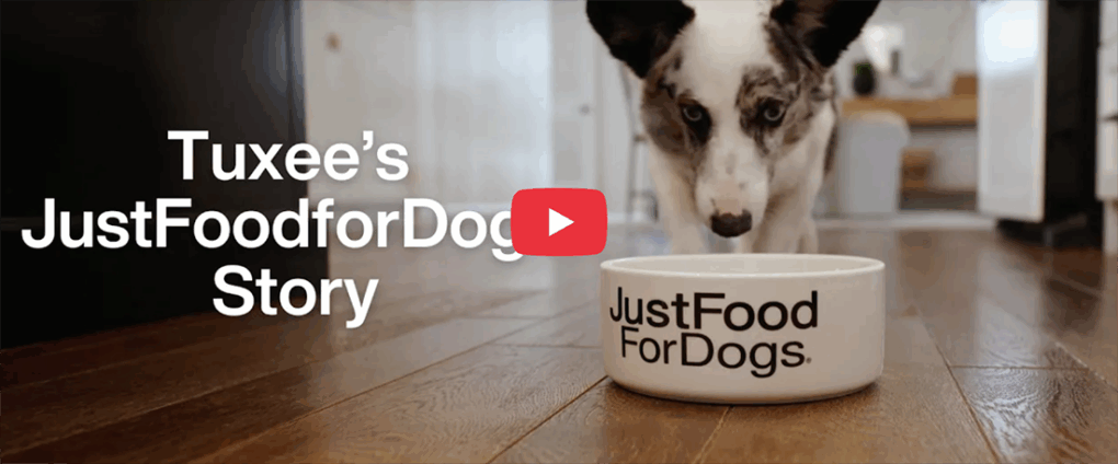 How JustFoodforDogs Helped a Service Dog Overcome Allergies