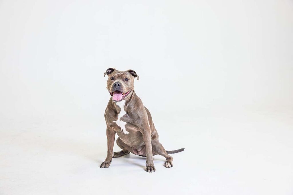 Pit Bull Myths, Misconceptions, and Misinformation