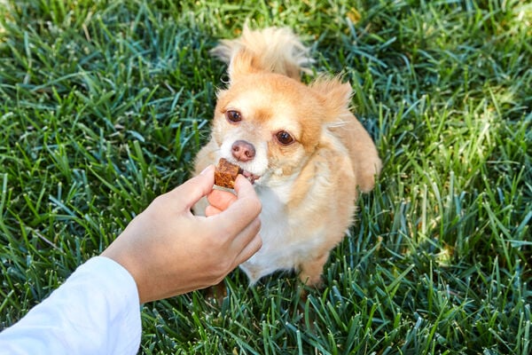 Chihuahua Health Issues: What Pet Parents Should Know