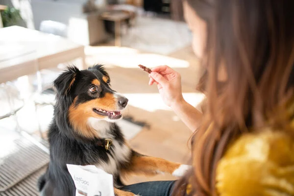 How Many Treats Per Day for a Dog? A Guide for Pet Parents 