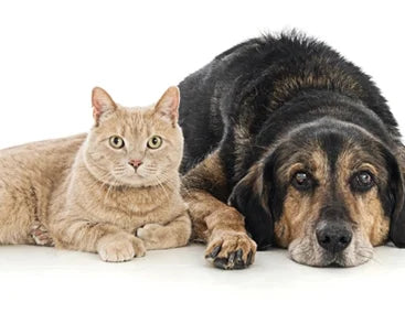 Why Dogs Eat Cat Poop and How to Stop It