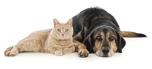 Why Dogs Eat Cat Poop and How to Stop It