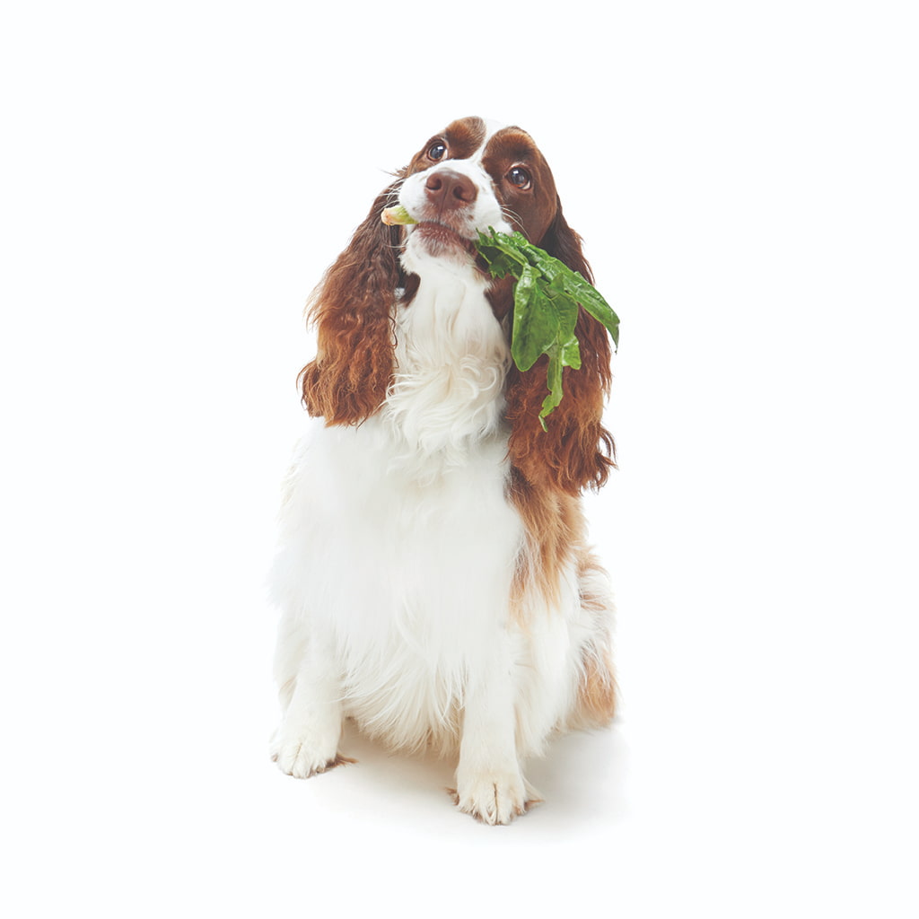 Can Dogs Eat Fresh Spinach?